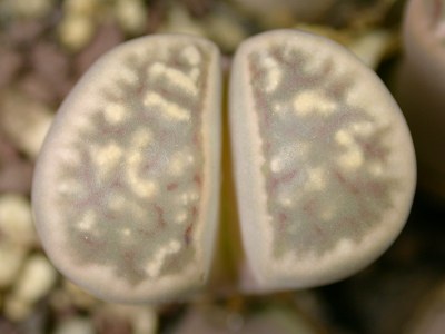 Lithops karasmontana ssp. bella.jpg